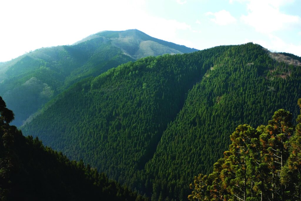 Bosque montañoso en el oeste de Japón